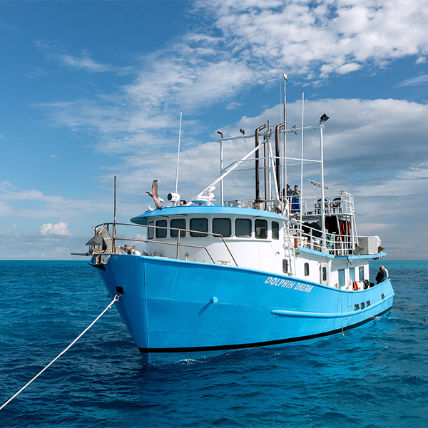 Dolphin Dream Liveaboard Bahamas