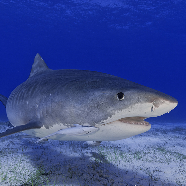 Bahamas Tiger Beach liveaboard