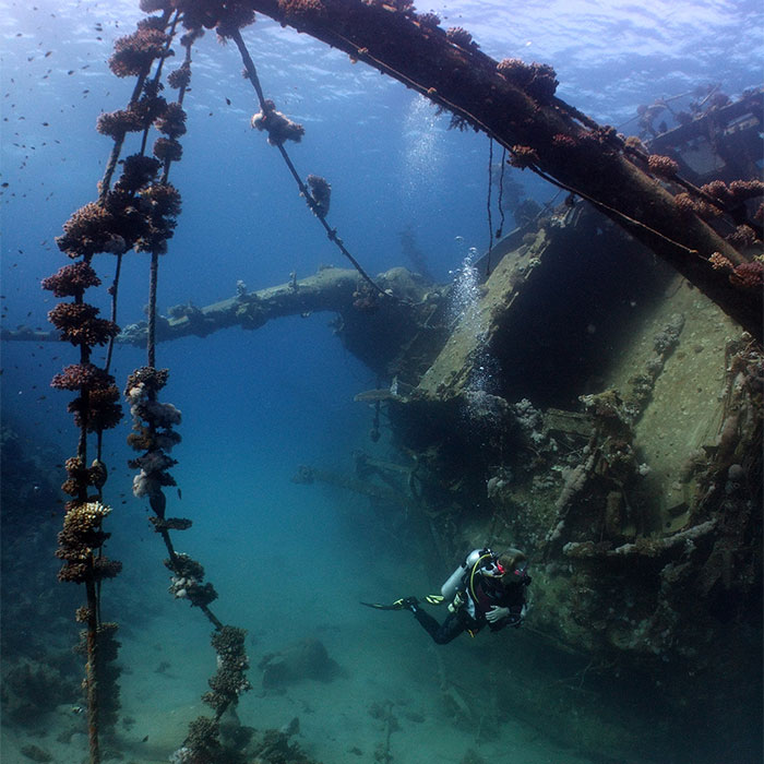 Vrak och marinparker i norra Röda havet dykresor Egypten