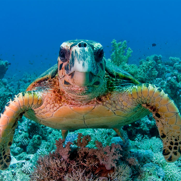 Fury Shoal och St Johns, Egypten liveaboard  