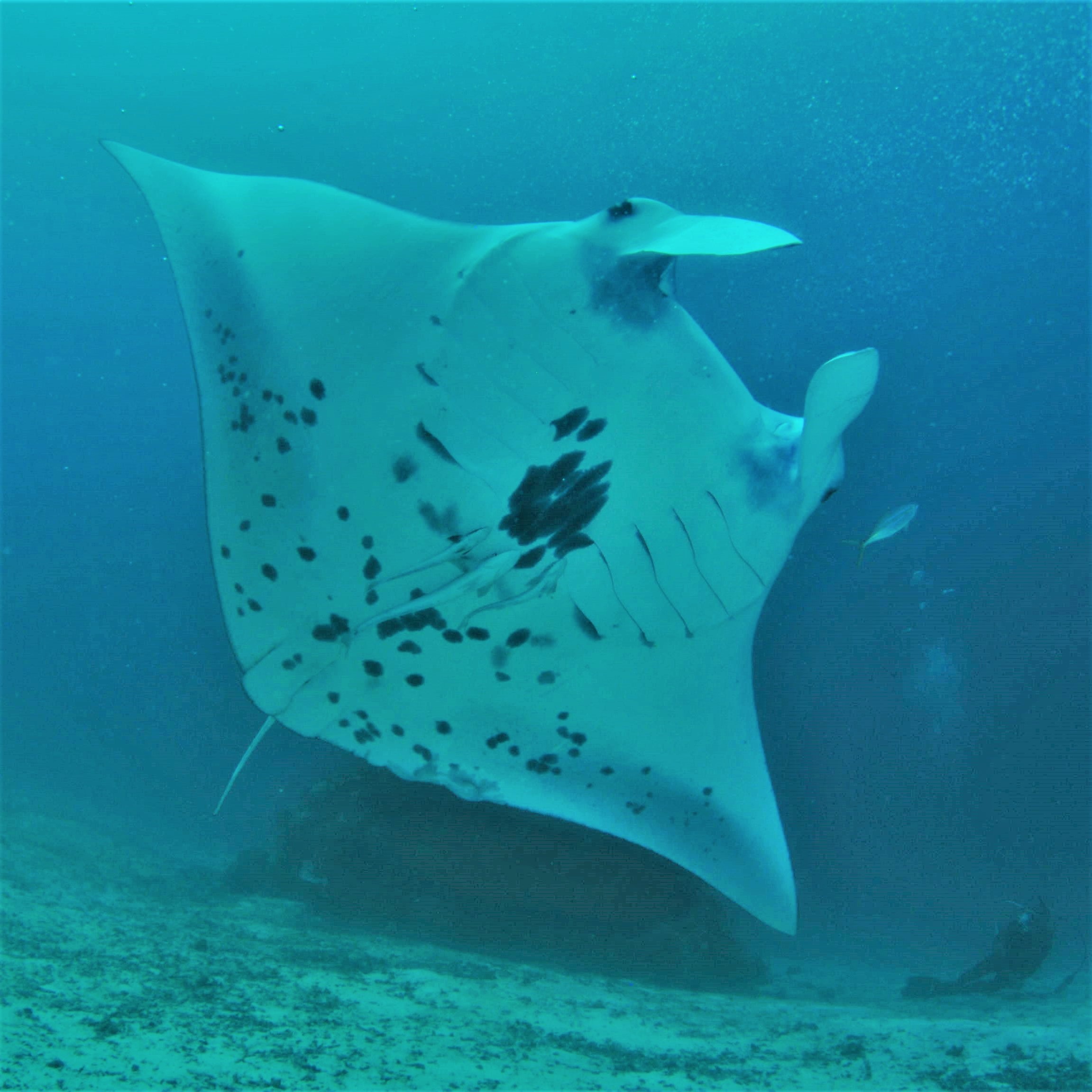 Raja Ampat safari