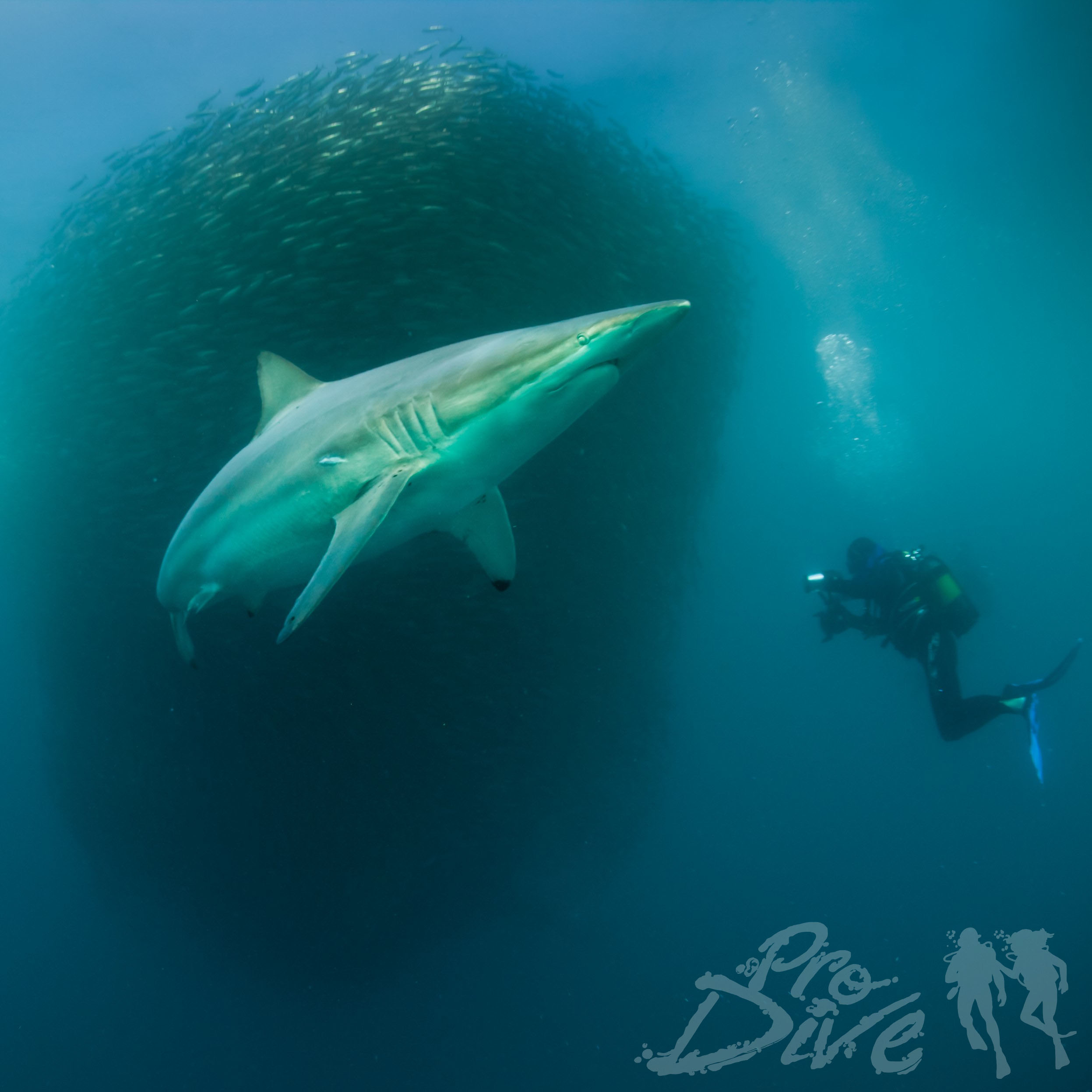 Sardine Run, Port St Johns