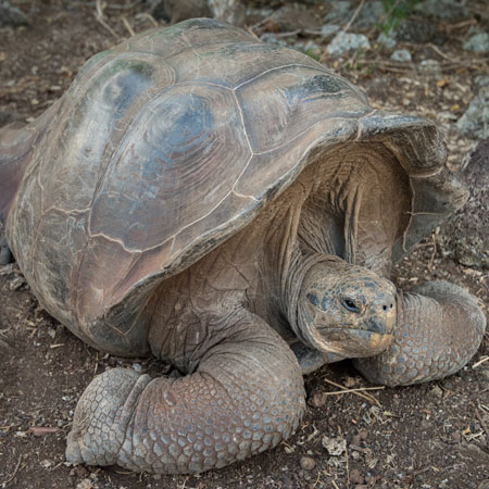 Galapagos