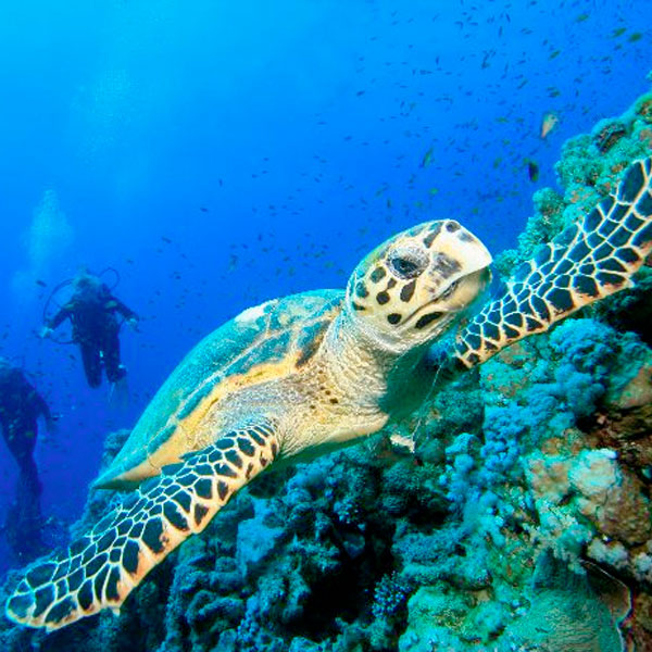 Dykning Komodo dyksafari Indonesien